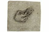 Fossil Crinoid (Barycrinus) - Warsaw Formation, Illinois #188710-1